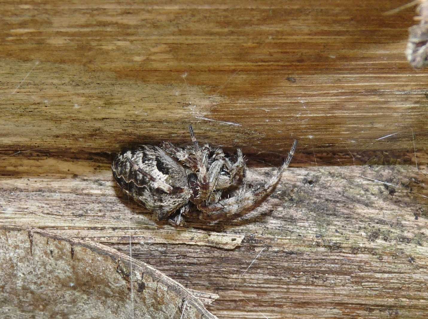 Araneus sp.
